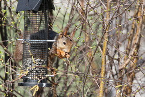 Red squirrel in Berlin