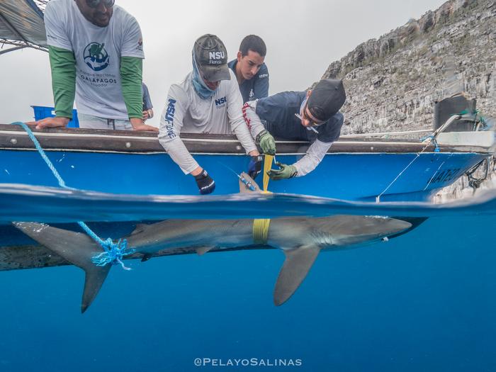 Silky satellite tagging