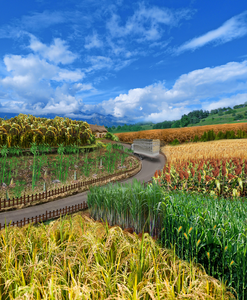 Artist’s depiction of several important crop plants in the grass family