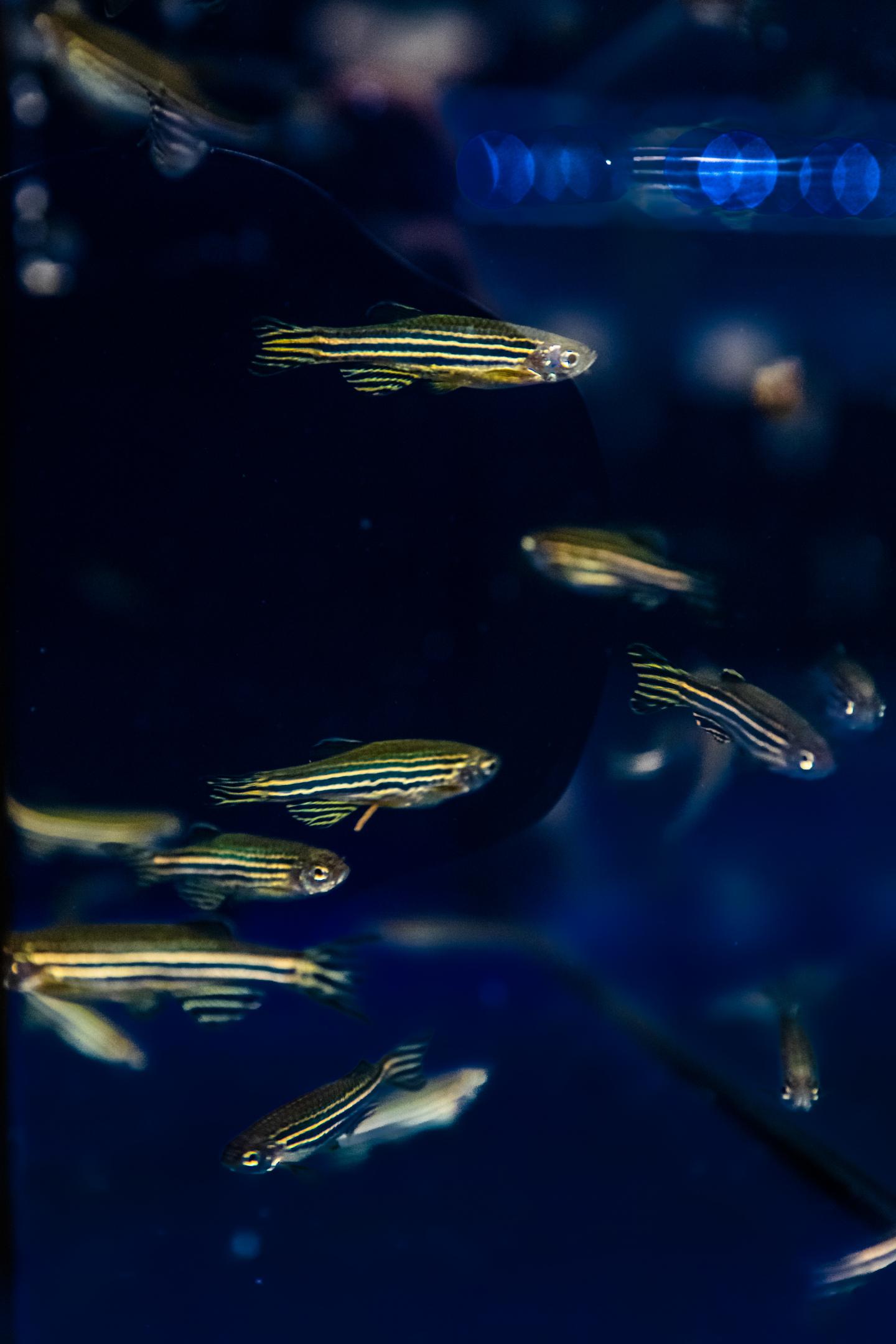 Small striped zebrafish