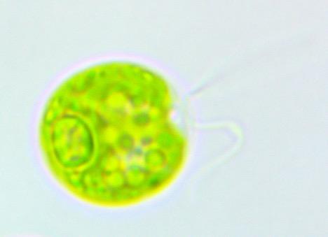 The waterborne algae Chlamydomonas reinhardtii.