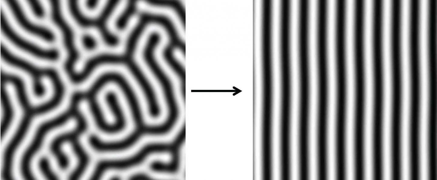 Simulations of Turing Stripes