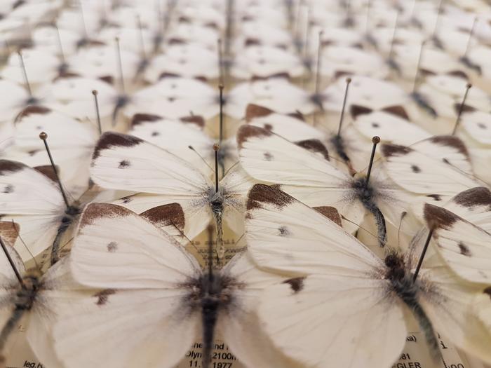 Southern small white - museum collection