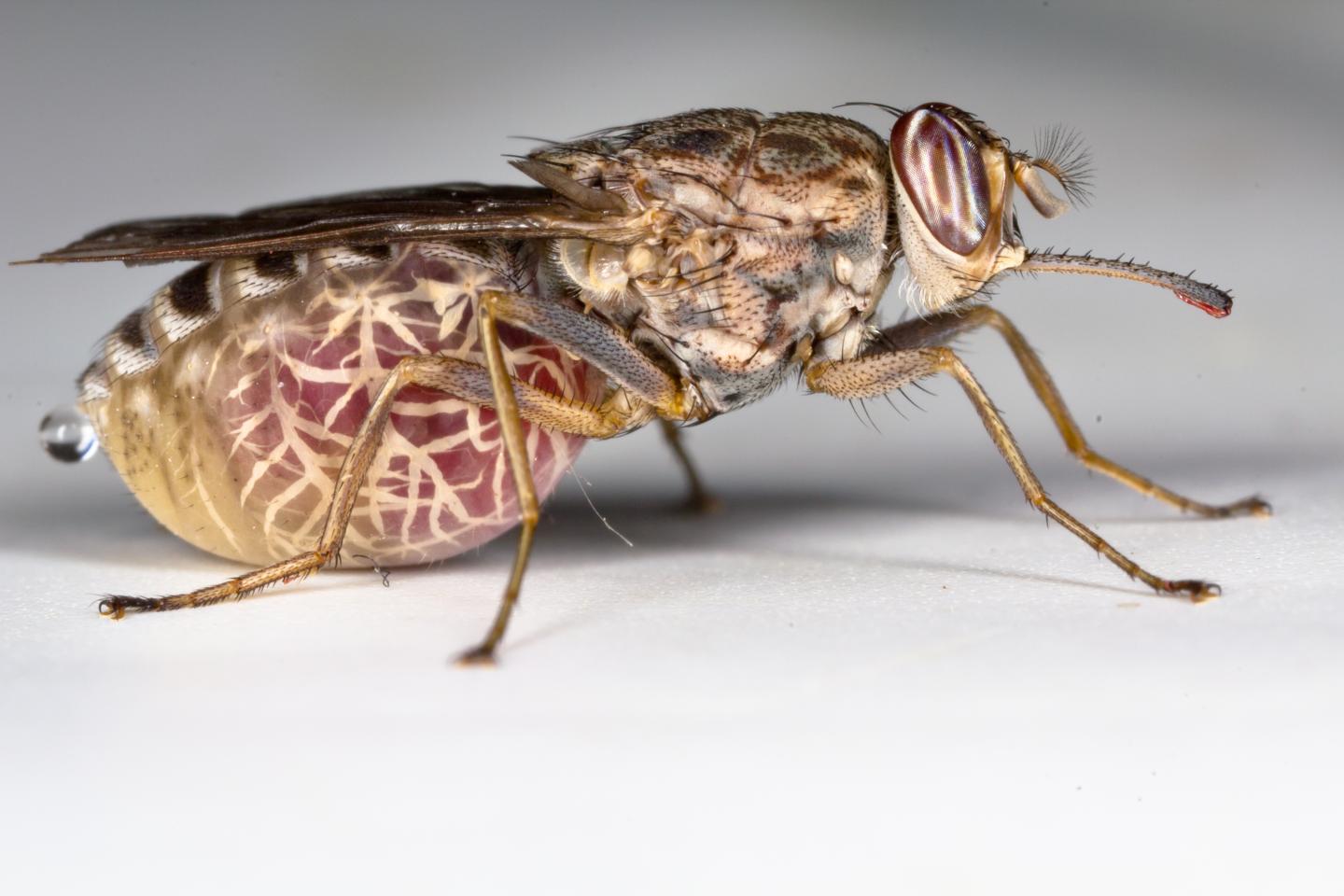Global eradication of 'fly of death' not ethi