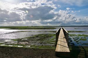 Wetland site