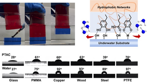 Photography and mechanism of the underwater adhesion behaviors