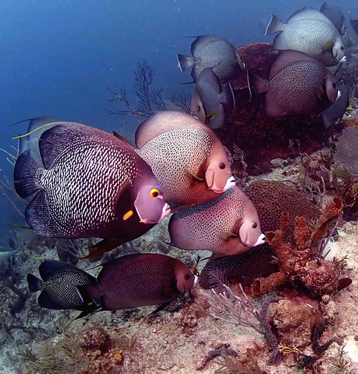 French and Gray Angelfishes Eating the Tube Sponge <I>Callyspongia vaginalis</I>