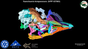 Digital reconstruction of the skull of the Cretaceous bird Yuanchuavis kompsosoura