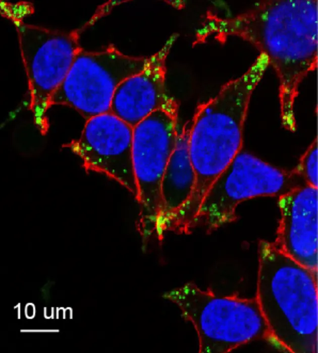 Metal–biomolecule network nanoparticles (MBN NPs) in cells.