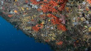 Las colonias de coral rojo sobreviven una década después de ser trasplantadas en las islas Medas