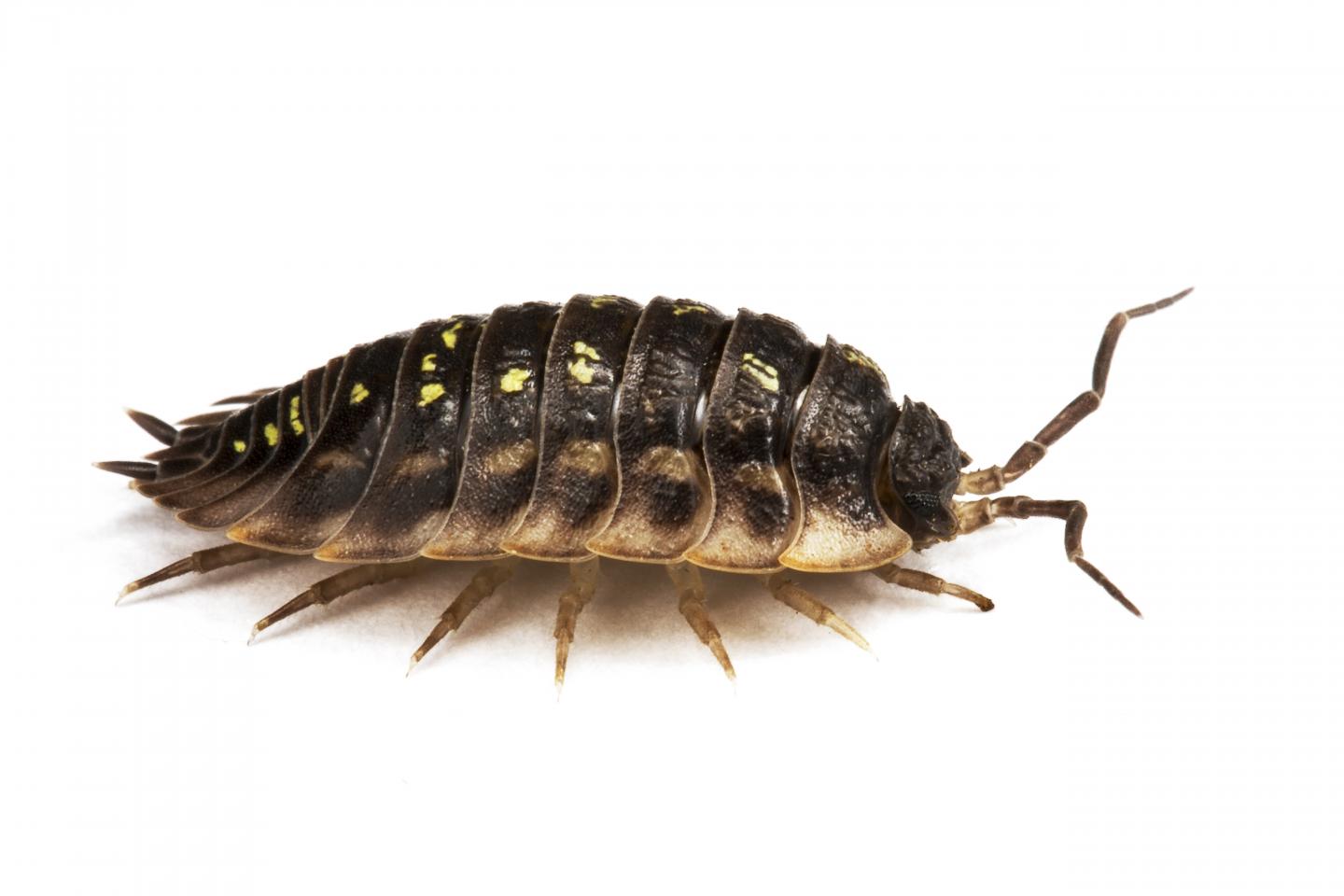 Woodlice on the Rise! [IMAGE] | EurekAlert! Science News Releases
