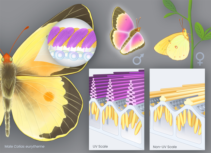 Colias Bab scales