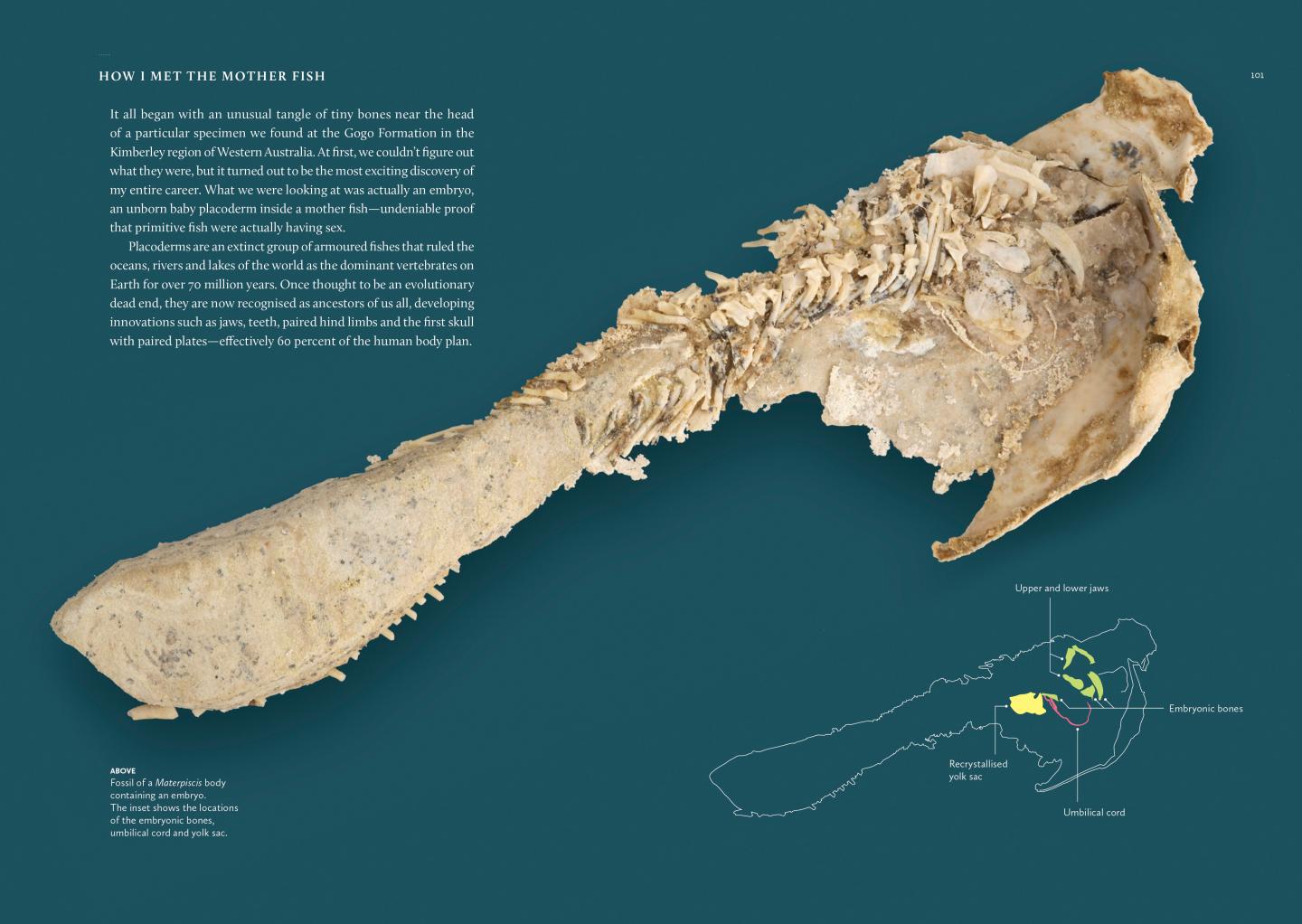 Sydney Brenner's 10-on-10: The Chronicles of Evolution Sample Page on Fish