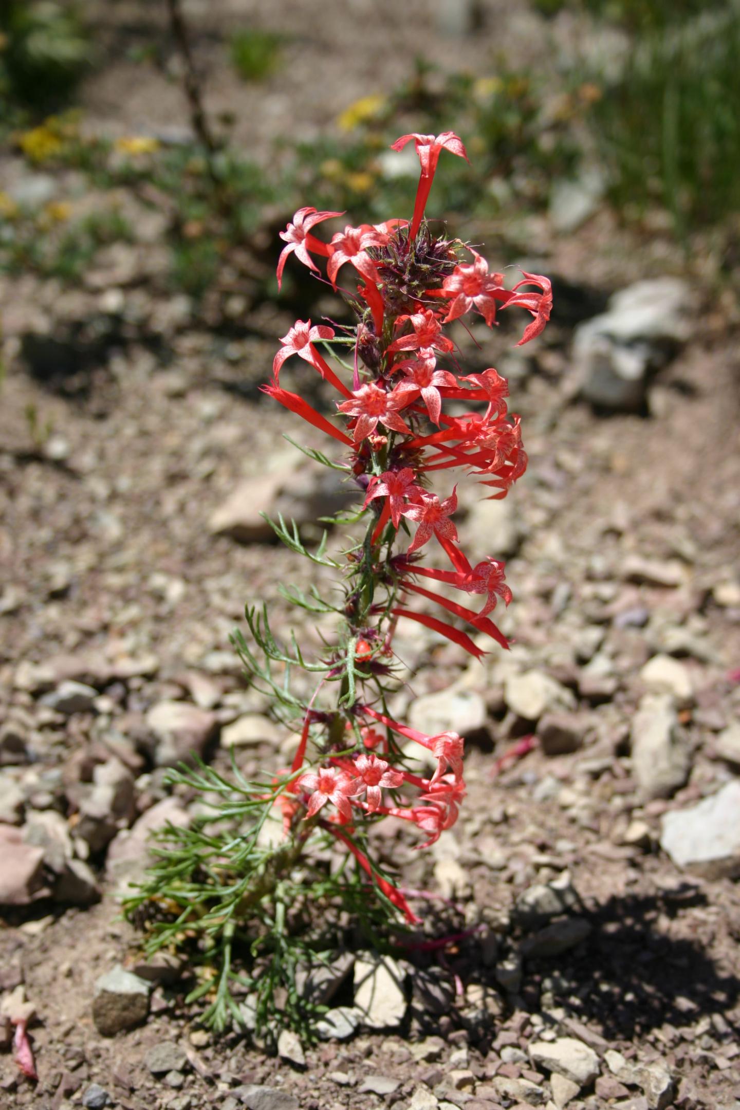 Ipomopsis aggregata plant. This species and a closely related one make fewer seeds in years of early snowmelt.