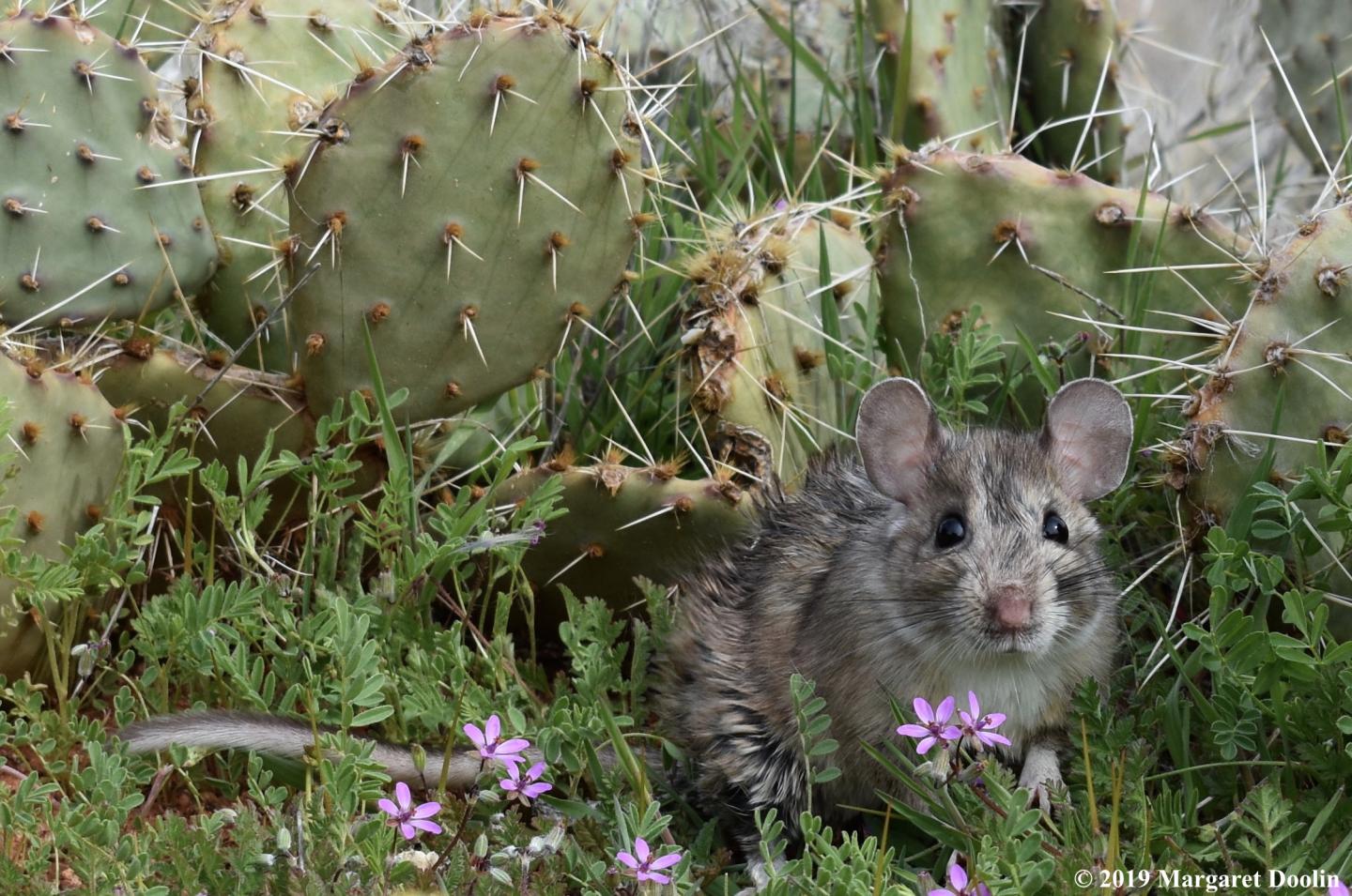 Woodrat Prickly Pear