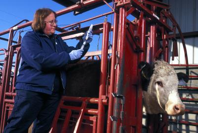 Carole Bolin, Southern Methodist University