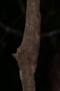 Uroplatus garamaso — hidden