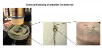 Confocal Scanning of Live Zebrafish Embryos