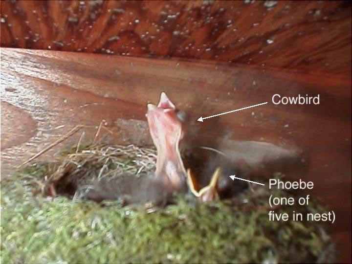 Five Cowbirds in a Nest [IMAGE] EurekAlert! Science News Releases