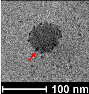 TEM image of gold particle labelled purified VLP