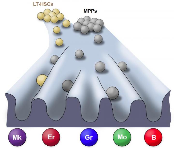 Microscopic Image of the Process of Blood Formation
