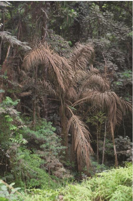 <i>Raphia gabonica</i>