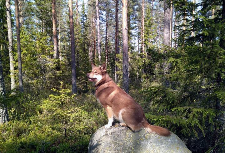 Lapponian Herder.