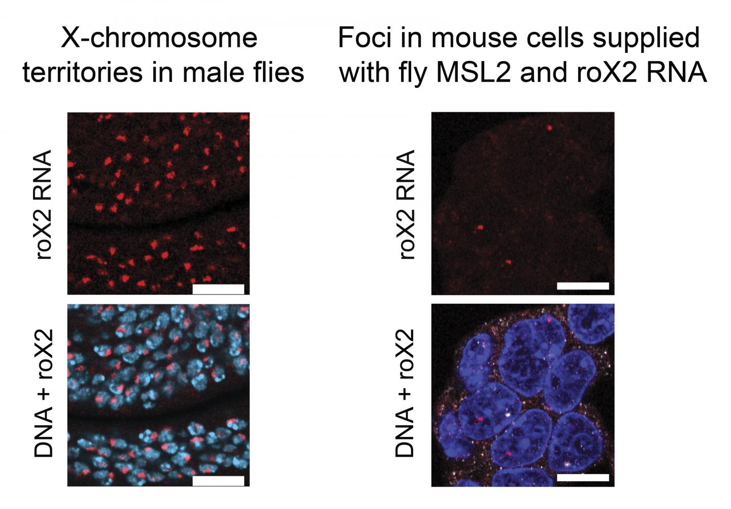 Miniature Fly X Chromosomes in Mice