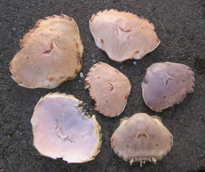 Sounds of the Paddle Crab, New Zealand