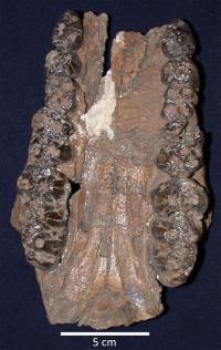 A fossil specimen of an extinct Suid from the Shungura Formation