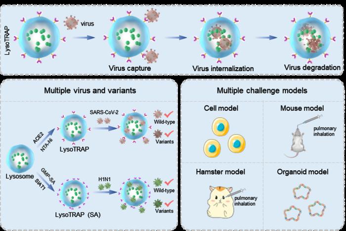 lysoTRAP programmed performance in capturing, internalizing, and degrading multiple viruses and variants