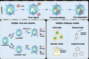 lysoTRAP programmed performance in capturing, internalizing, and degrading multiple viruses and variants