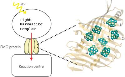 Quantum Entanglement in FMO