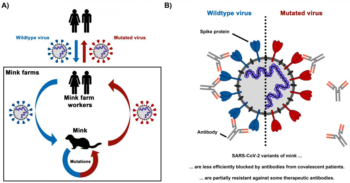 Sars Cov 2 Variants From Mink Evade Inhibitio Eurekalert