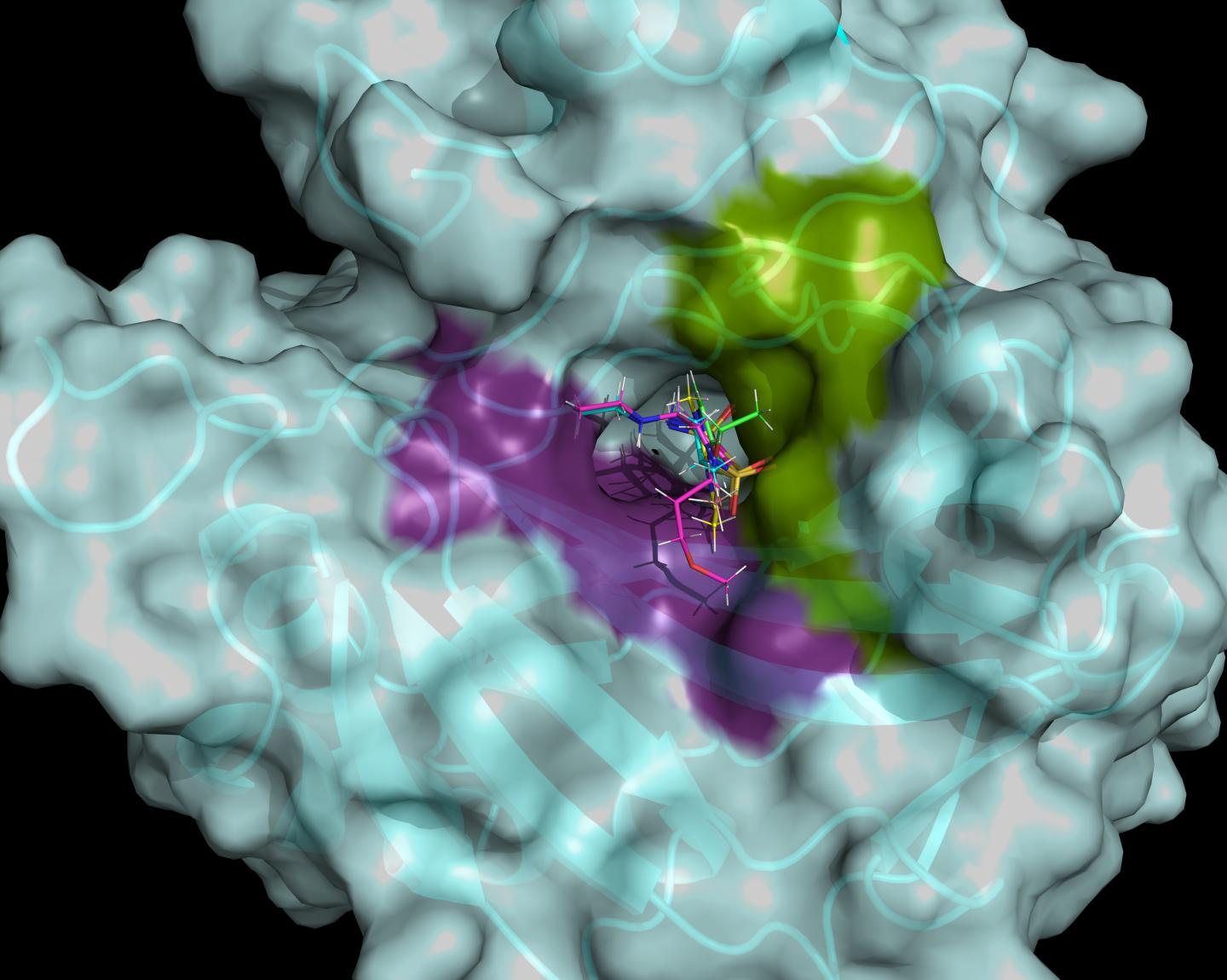 Active Site of hCA II