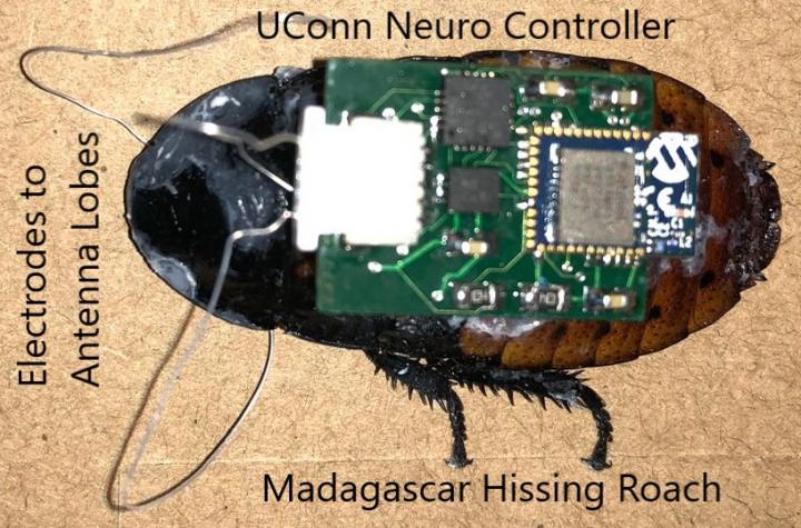 'Cyborg' Cockroach with Microcircuit Controller Attached