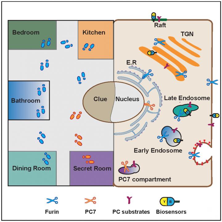 An Illustration Showing the 'Cluedo' Game of Proprotein Convertase Activity