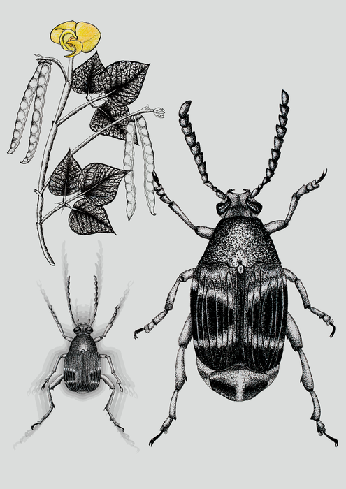 Callosobruchus maculatus beetle