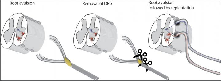 Schematic of the Common Clinical Scenario