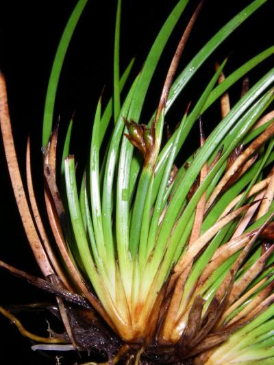 <i>Lepidosperma monticola</i> (1 of 2)