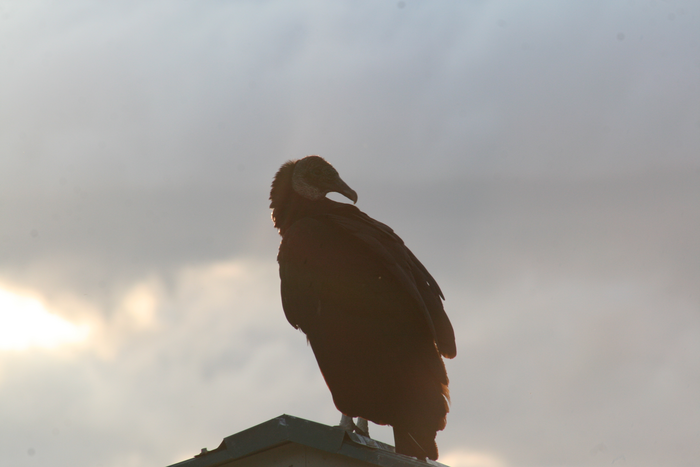Black vulture
