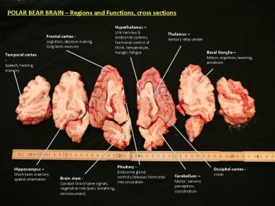 Functional Parts of the Polar Bear Brain