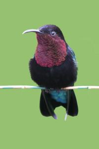 Male Purple-throated Carib