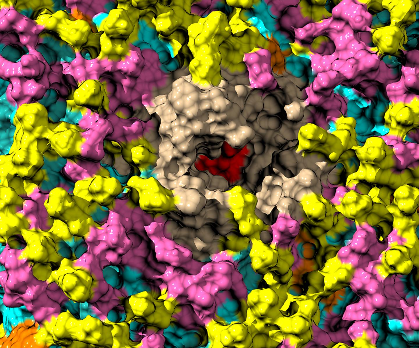Bilorphin (Red) Bound to the mu Opioid Receptor (Wheat) in Membrane