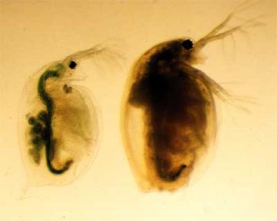Daphnia Host Clones
