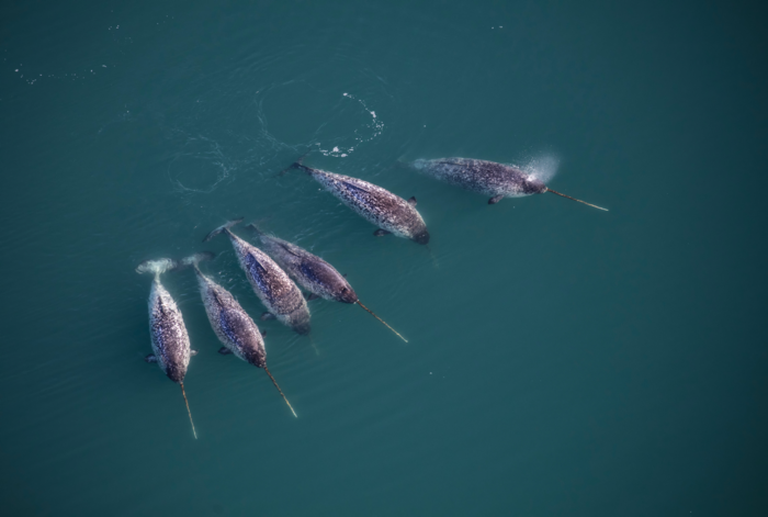 A pod of adult male narwhals, Greenland, September 2019