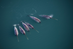 A pod of adult male narwhals, Greenland, September 2019