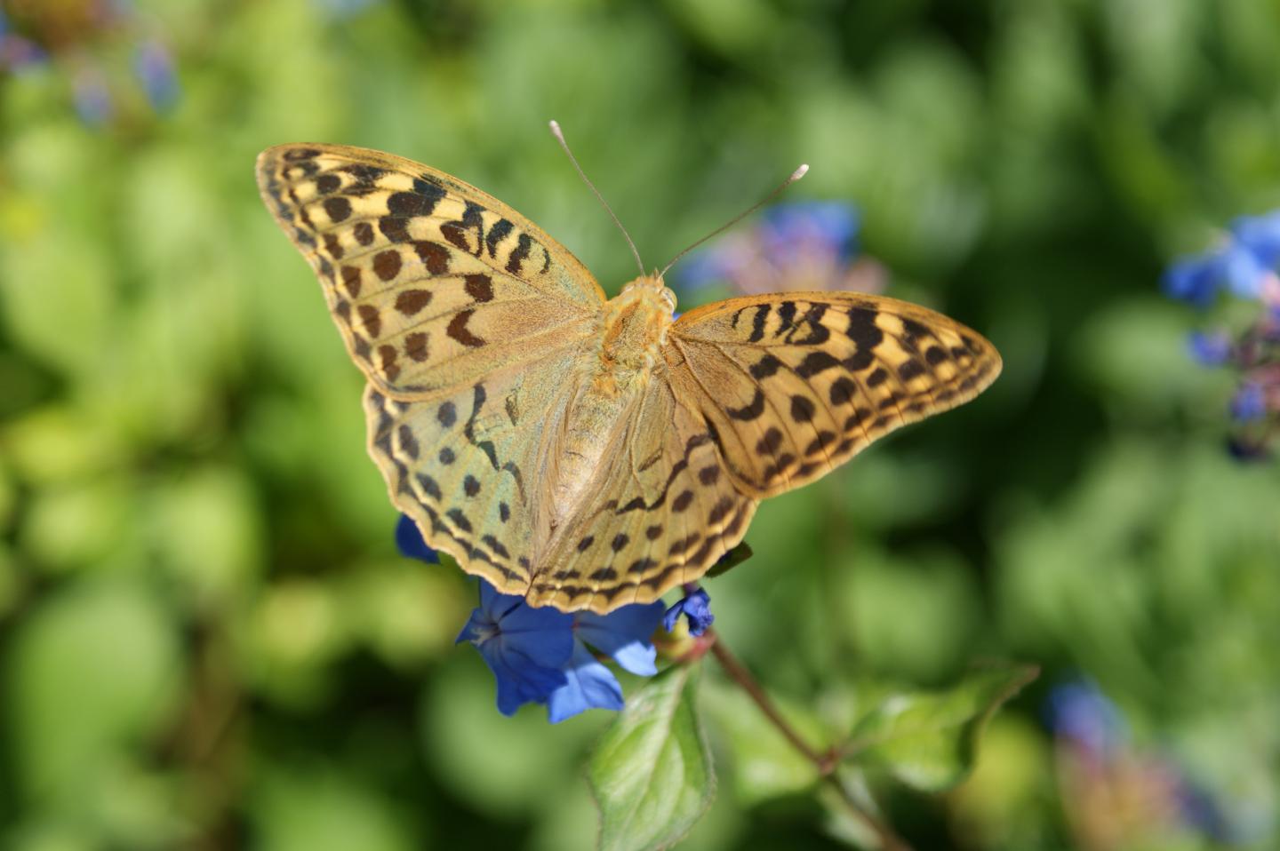 A Rich Variety of Pollinators and Pest-Controlling Species Benefits Crop Production (4 of 9)