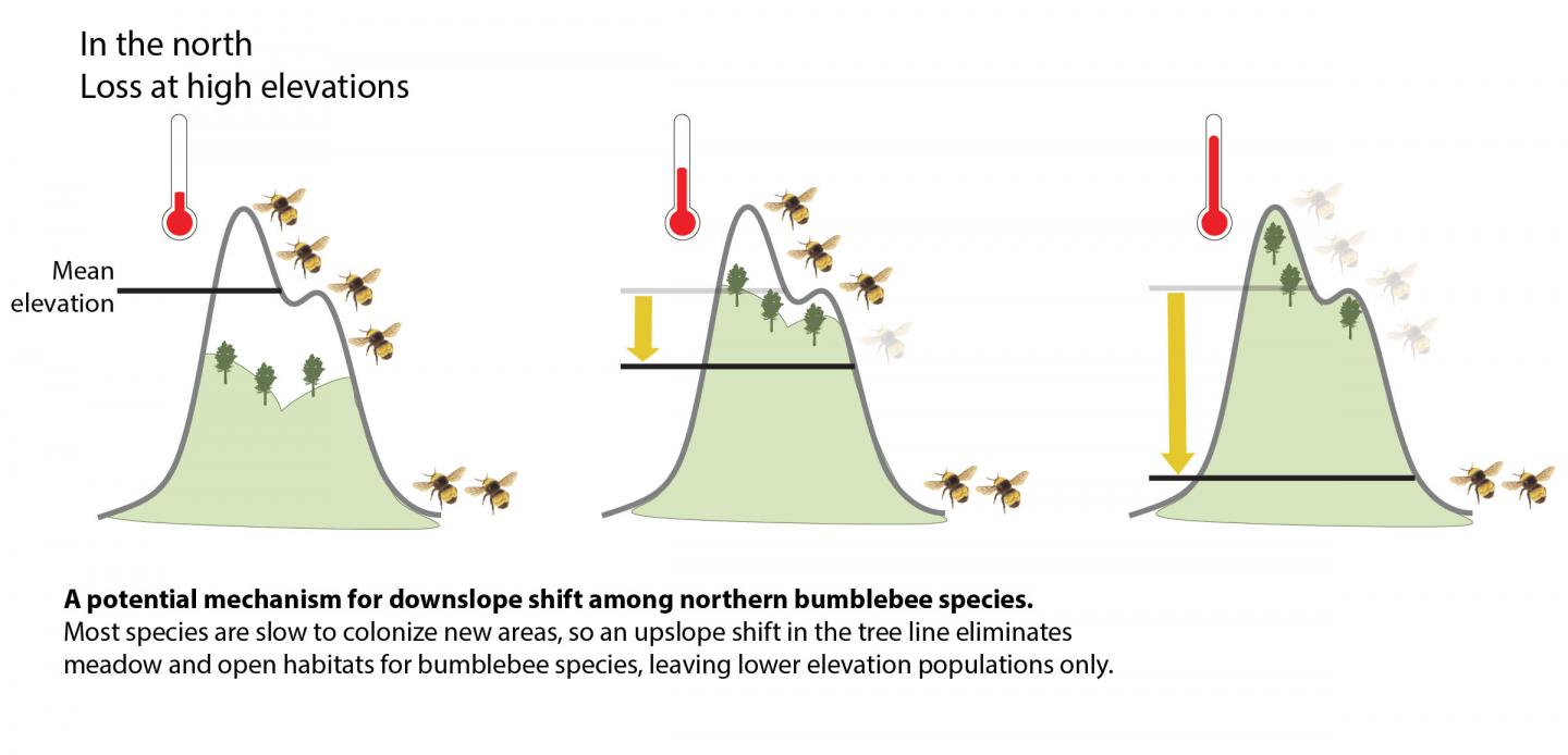Climate change compressing the bumblebee hom eurekalert 