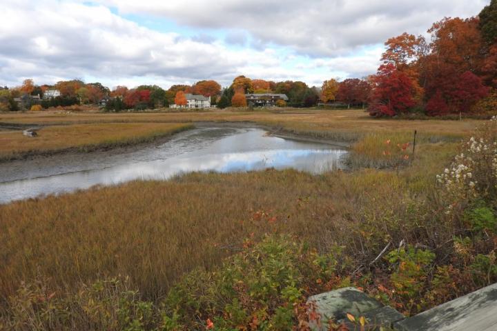 Coastal Marshland